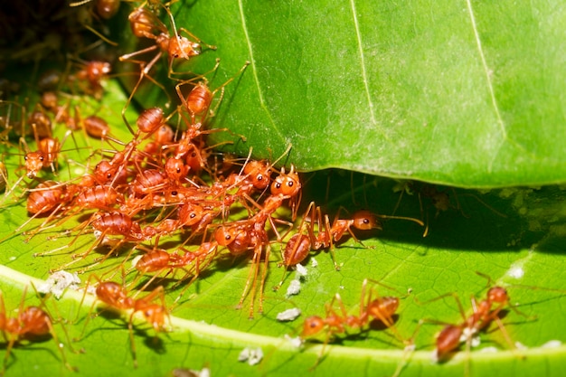 붉은 개미가 나뭇잎을 모아 둥지를 짓는 것을 돕고 있습니다.