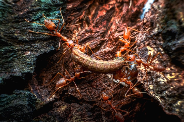 Красные муравьи перемещают умирающих червей в свое гнездо.