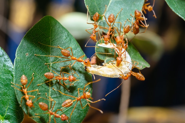 Red Ants are sending food to each other