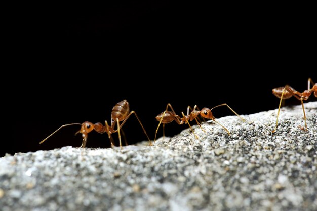 Red ants close up background