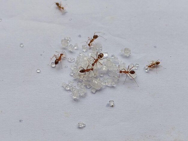 Photo the red ants compactly pick up the food coordinating swarming the sugar crystals they find