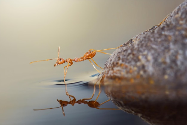 red ants crossing the water