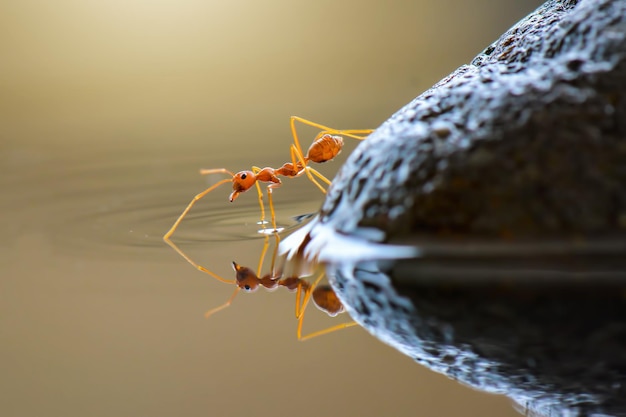 Formiche rosse che attraversano l'acqua