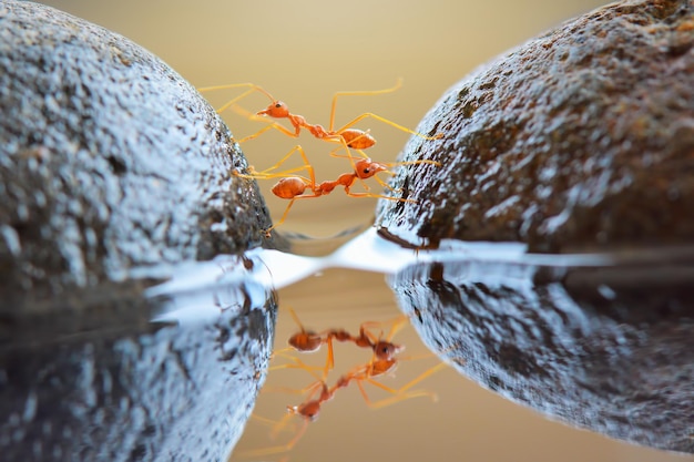 Foto formiche rosse che attraversano l'acqua