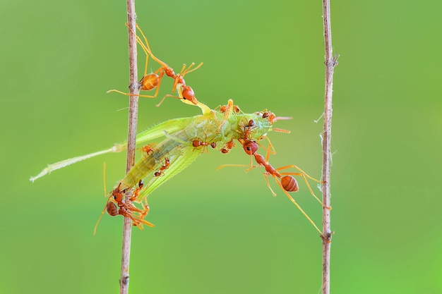 red ants eat grasshoppers