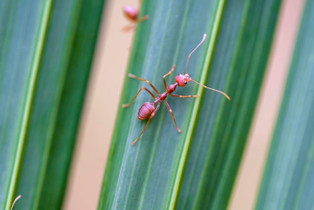 Red ants or fire ants on green palm leaf Thailand macro closeup