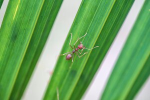 Red ants or fire ants on green palm leaf thailand macro closeup