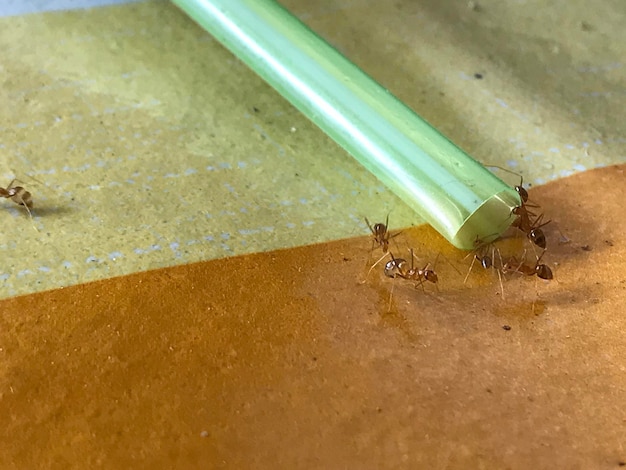 red ants gathered in straws, Group of red ants