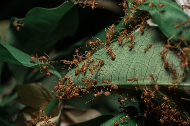 Красные муравьи на листьях
