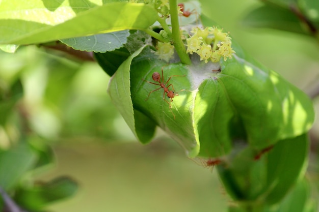 Red ants nest in the leaves