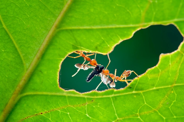 Red Ants prey  on leaf  in tropical garden