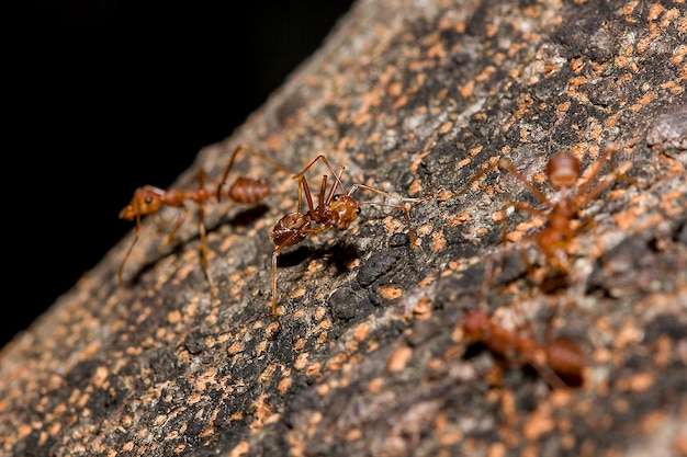 Red ants on the tree