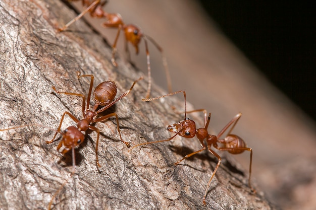 Red ants on the tree