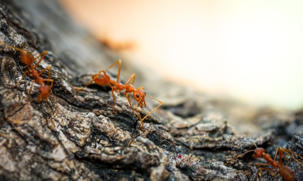 red ants walking on trees ant behavior