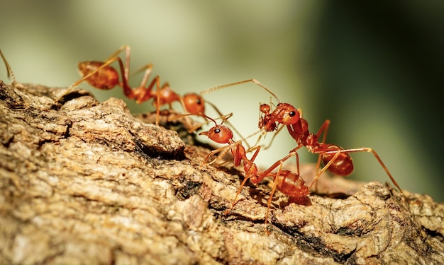 red ants walking on trees ant behavior