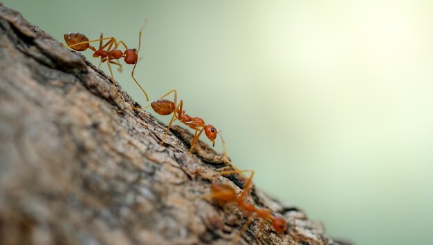 red ants walking on trees Behavior of ants