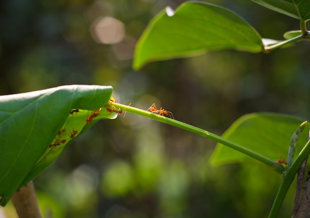 Red Ants