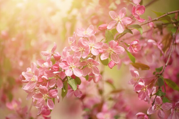 Red apple blossoms