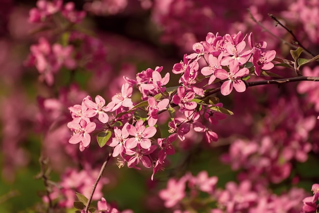 赤いリンゴの花