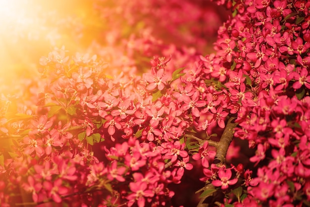 Red apple blossoms