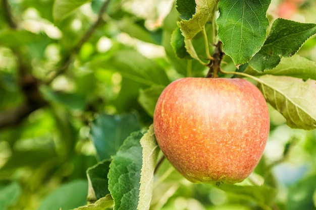 Red apple on a branch of apple tree with green leaves