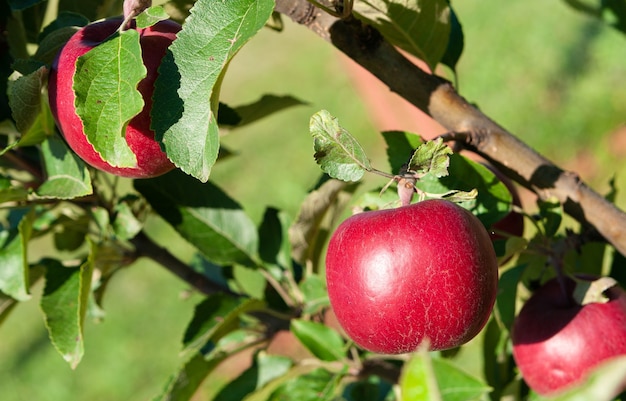 Red apple on the branch of an apple tree.