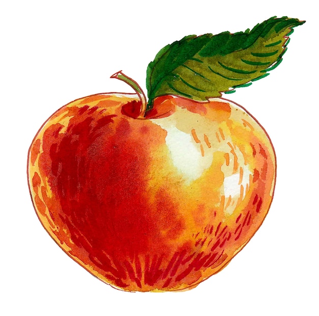 Red apple fruit. Watercolor sketch