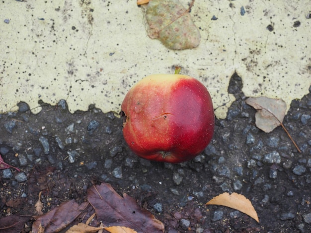 Photo red apple fruit