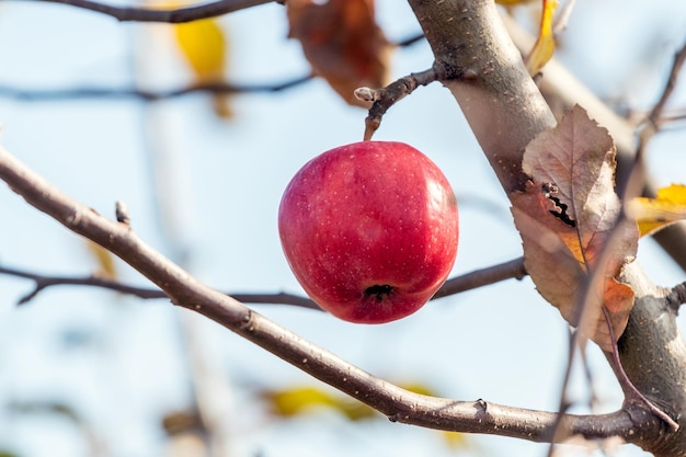 A red apple in the garden on a tree in sunny weather