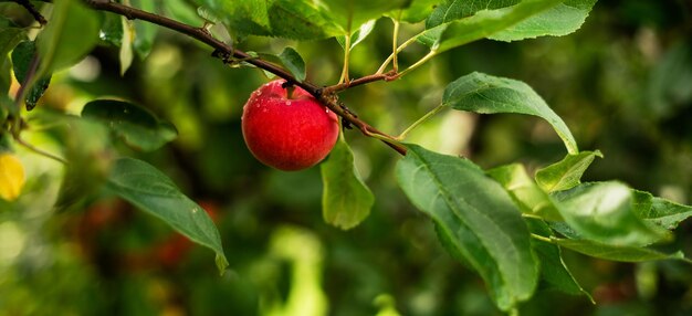 A red apple grows on a tree in the garden