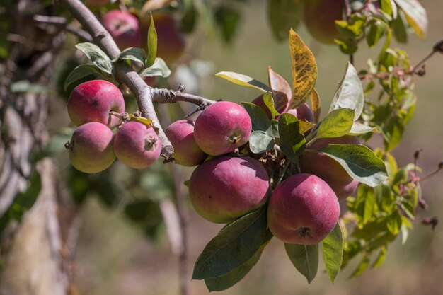 Red apple orchard