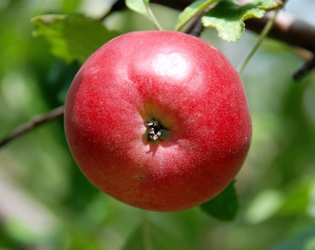 Red apple on a tree