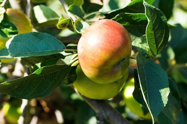 Red apple on a tree