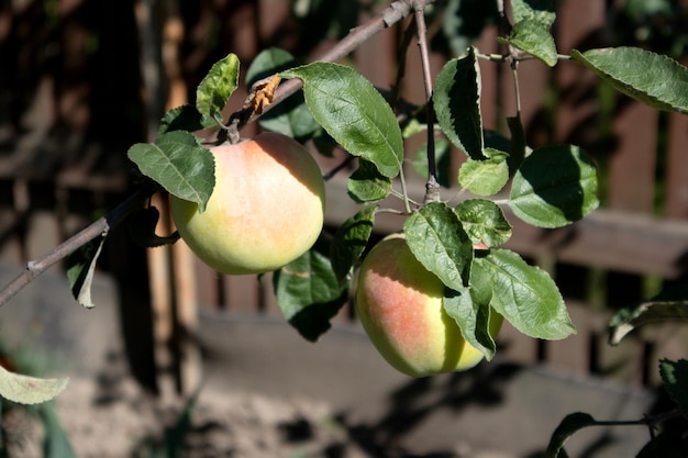 Red apple variety on the fruiting tree garden Small fruits on the lush green trees fruit ready to harvest