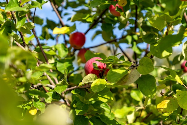 Red apples on apple tree branch in autumn orchard.