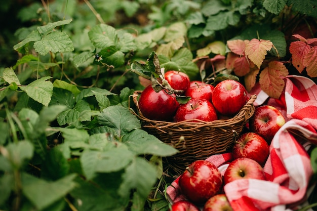 Красные яблоки в корзине, осенний сад, время сбора урожая. Фото высокого качества
