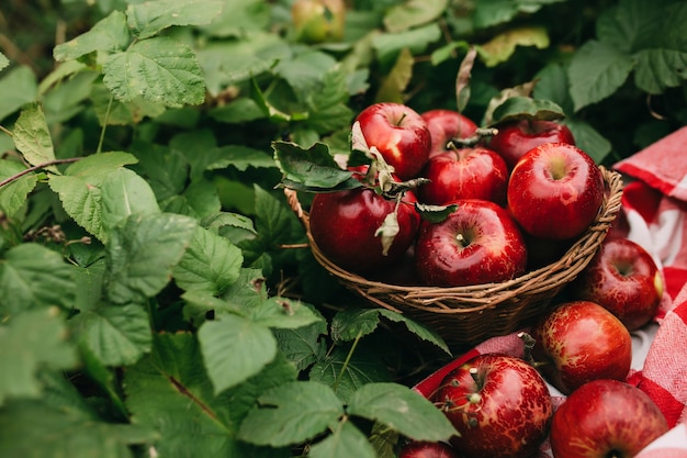 Red apples in a basket