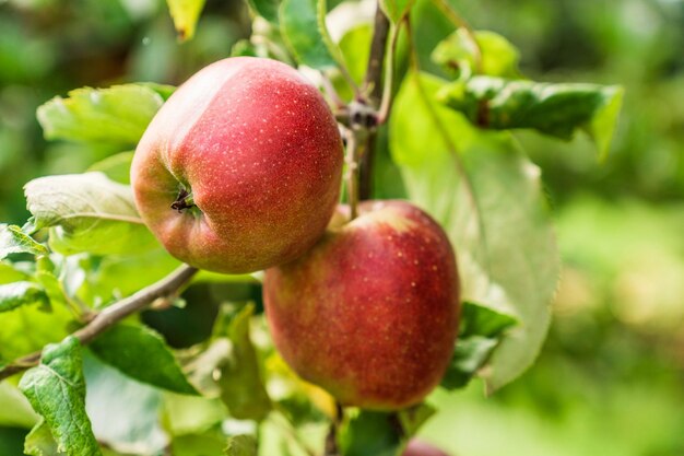 Red apples on a branch of apple tree with green leaves