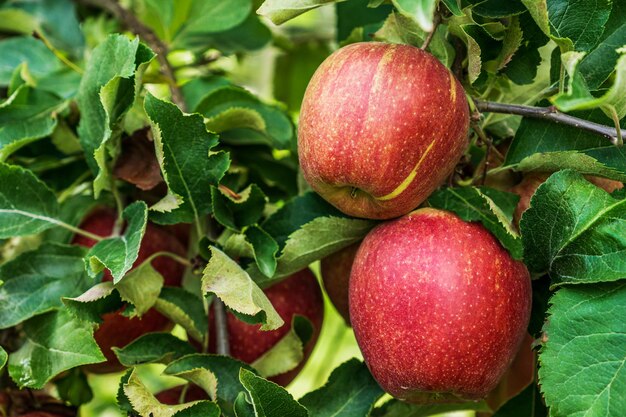 Red apples on a branch of apple tree with green leaves