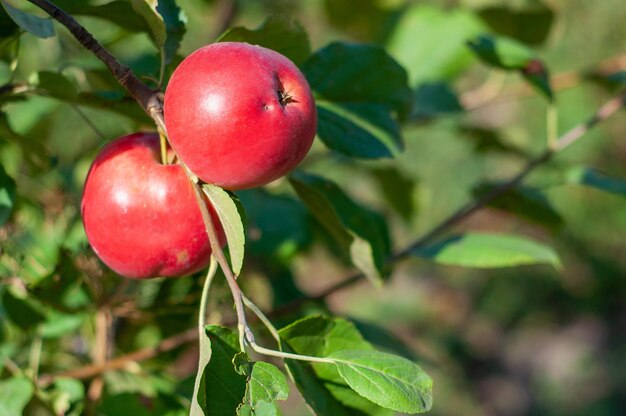 Red apples on a branch ripe fruit selective focus