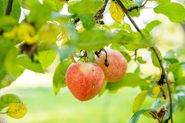 Mele rosse su un ramo con gocce di pioggia, pronte per essere raccolte mele biologiche fresche e succose, raccolte