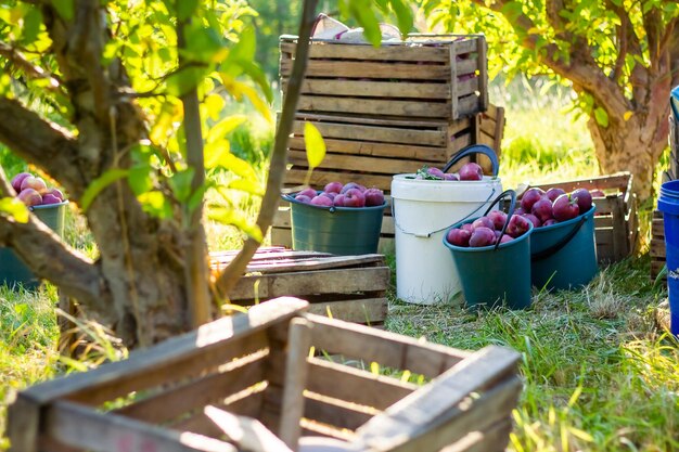 red apples in a bucket in apple orchard