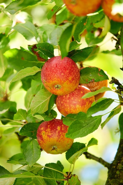 Red Apples in the garden A photo of tasty and beautiful apples