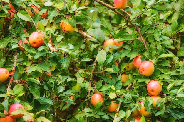정원의 빨간 사과 맛있고 아름다운 사과 사진