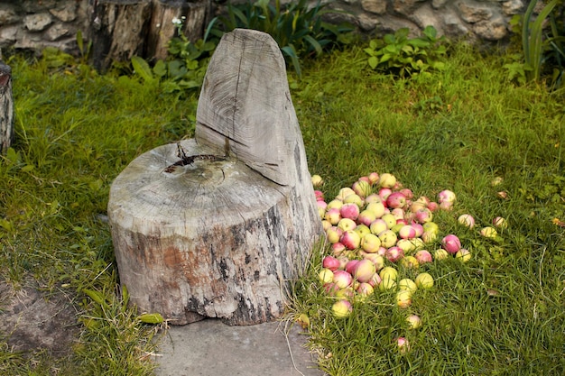 Red apples on the grass under apple tree