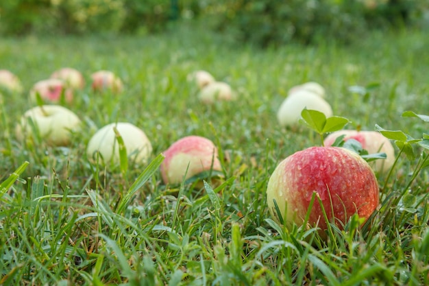 Mele rosse su erba verde nel frutteto