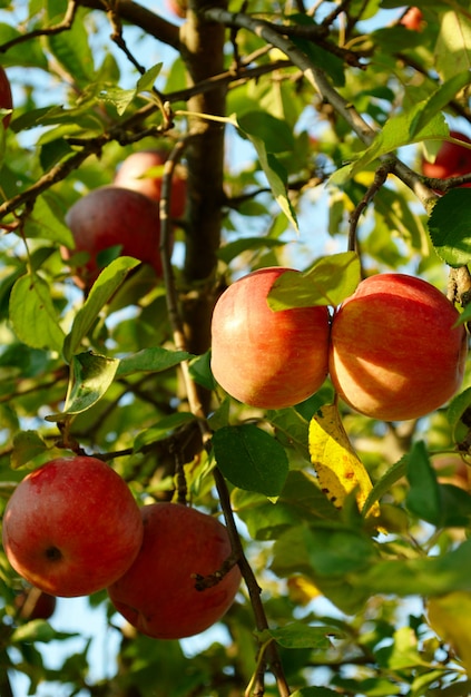 Red apples and green leaves