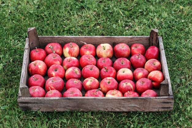 Red apples harvest in a wooden basket on the grass