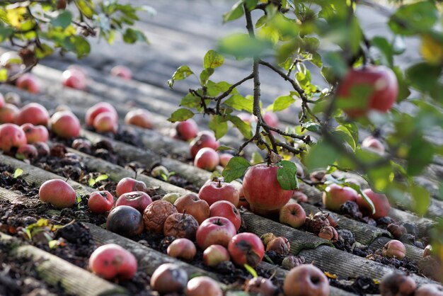 Red apples lie on an old asbestos roof