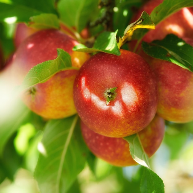 Red Apples in my garden A photo of tasty and beautiful apples in my garden